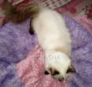 Persian Cat