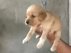 Cocker spaniel Puppies