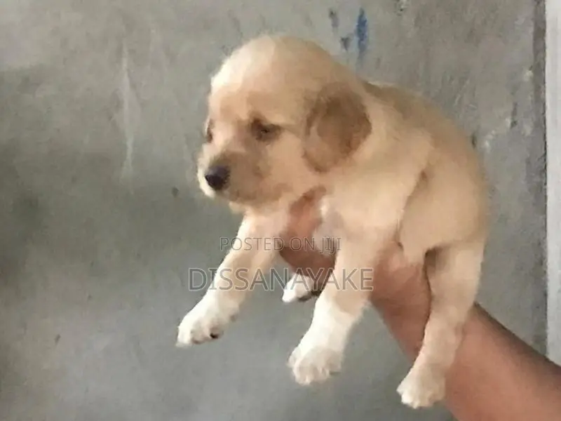 Cocker spaniel Puppies