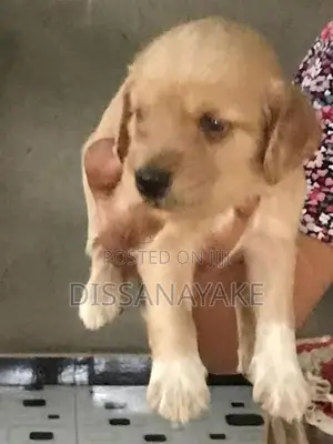 Cocker spaniel Puppies