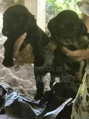 Cocker spaniel Puppies