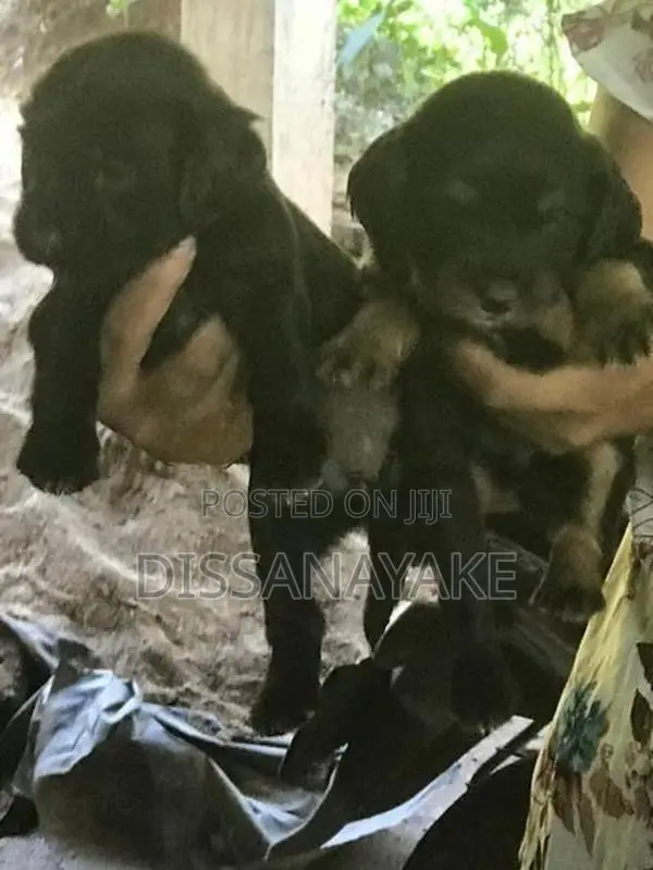 Cocker spaniel Puppies