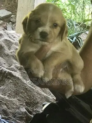 Cocker spaniel Puppies