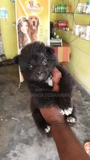 Lion Pomeranion Puppy