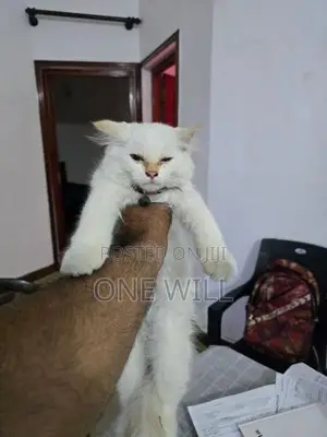 Persian Cat