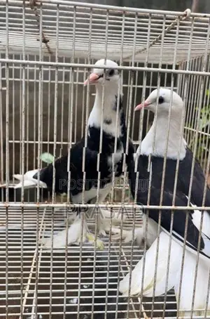 Boot Pigeon
