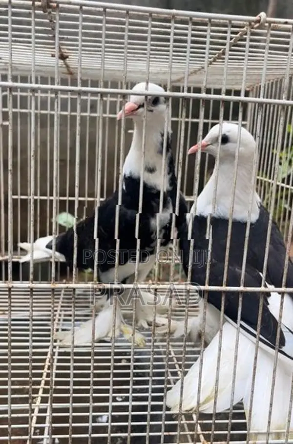 Boot Pigeon