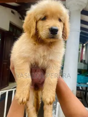 Golden Retriever Puppies
