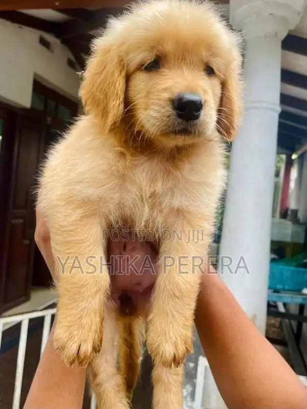 Golden Retriever Puppies