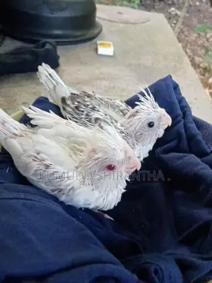 Cockatiel Birds