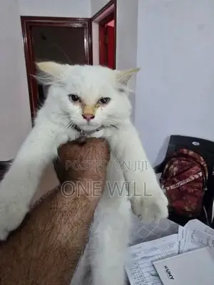 Persian Cat