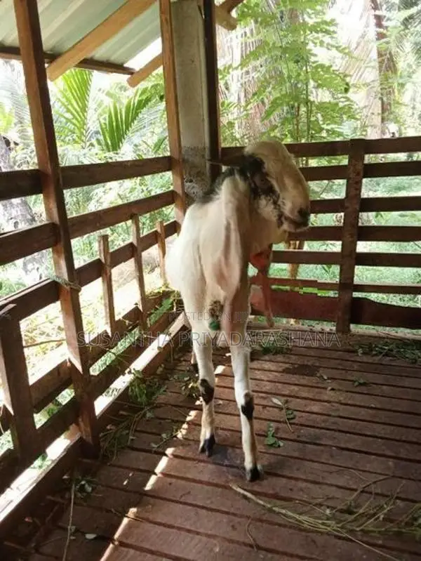 Farm Goat