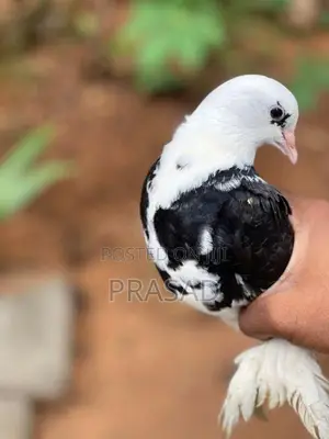 Boot Pigeon