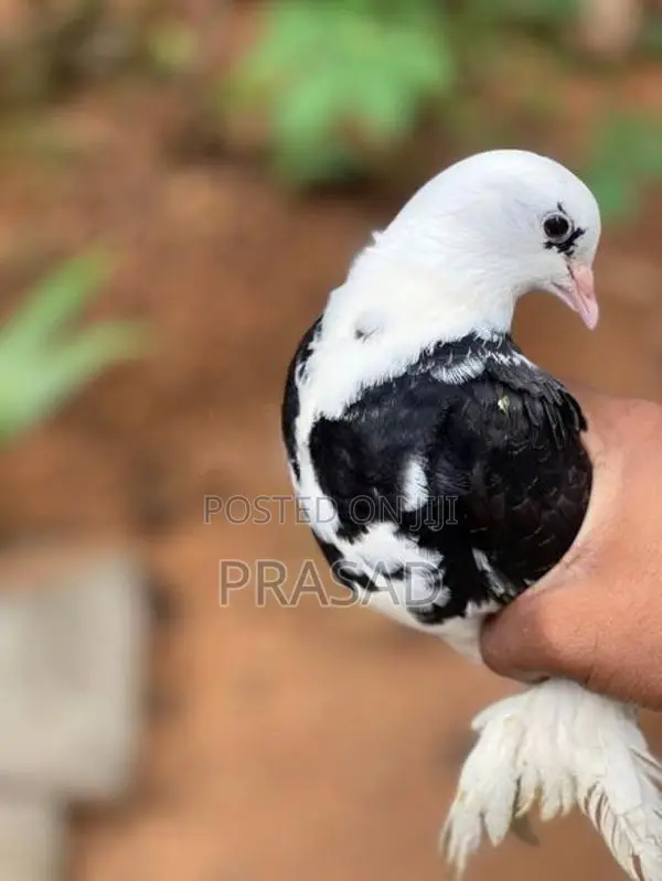 Boot Pigeon