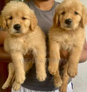 Golden Retriever Puppies