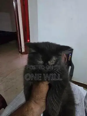 Persian Cat