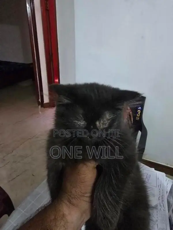 Persian Cat