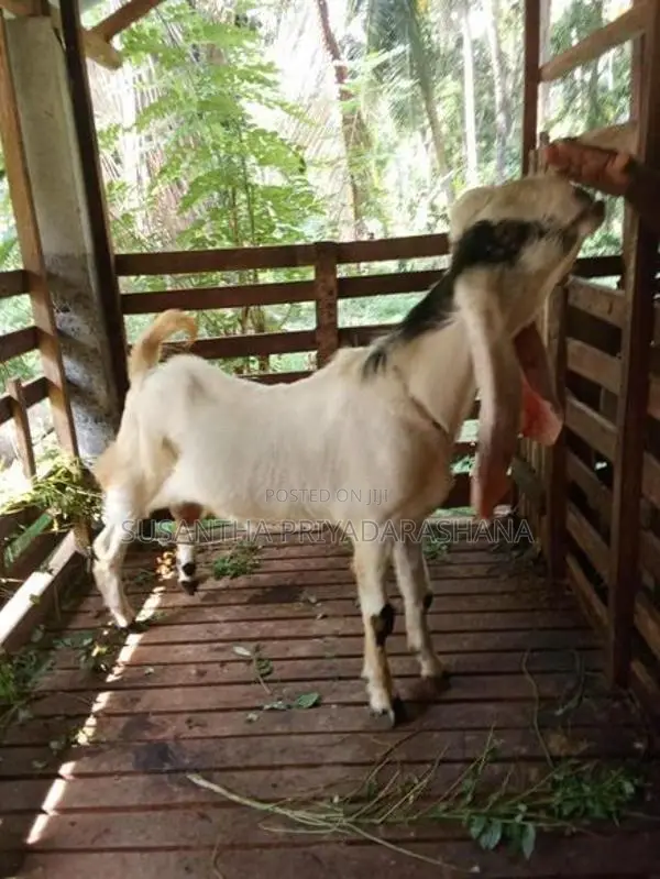 Farm Goat