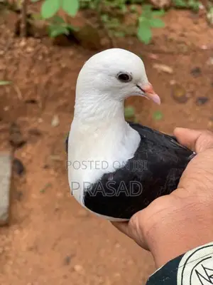 Boot Pigeon