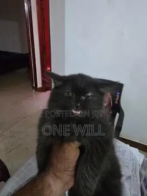 Persian Cat