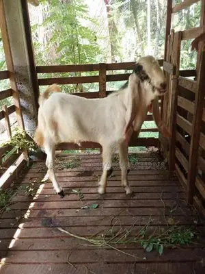 Farm Goat
