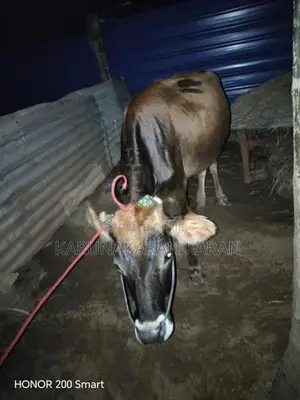 Cow