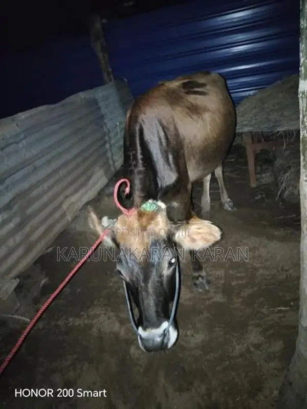 Cow
