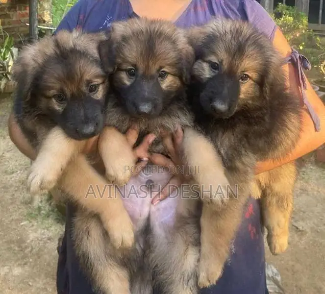 Lion Shepherd Puppies