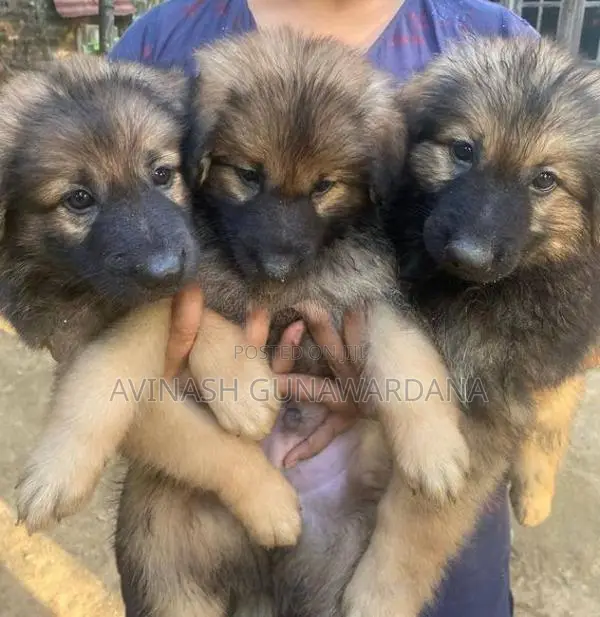 Lion Shepherd Puppies
