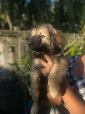 Lion Shepherd Puppies