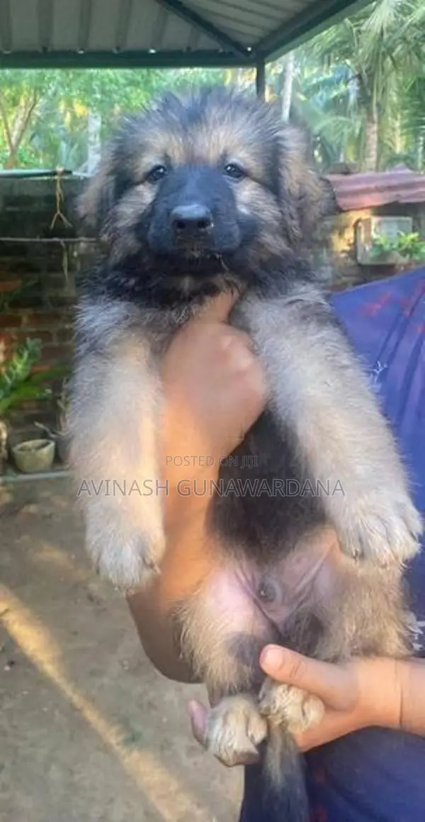 Lion Shepherd Puppies