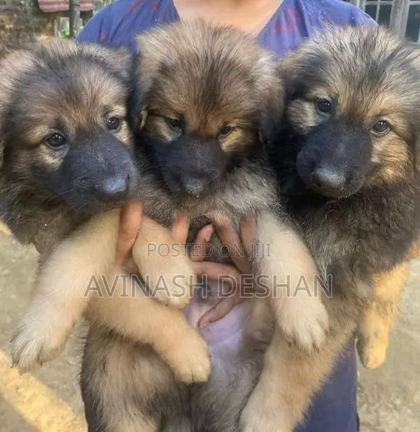 Lion Shepherd Puppies