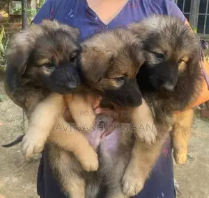Lion Shepherd Puppies