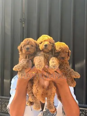 Toy Poodles Puppy