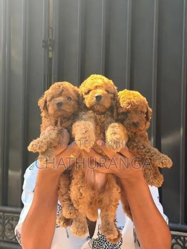 Toy Poodles Puppy