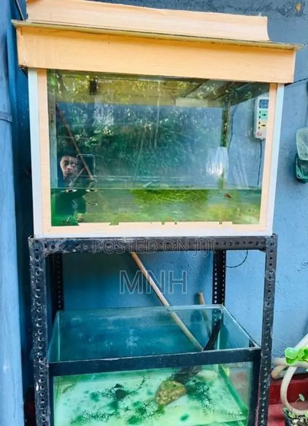 Fish Tank