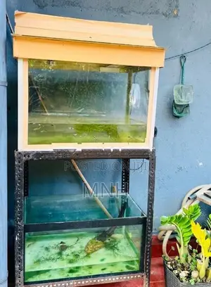 Fish Tank