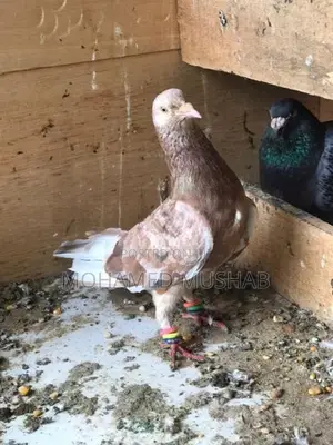 Pigeon