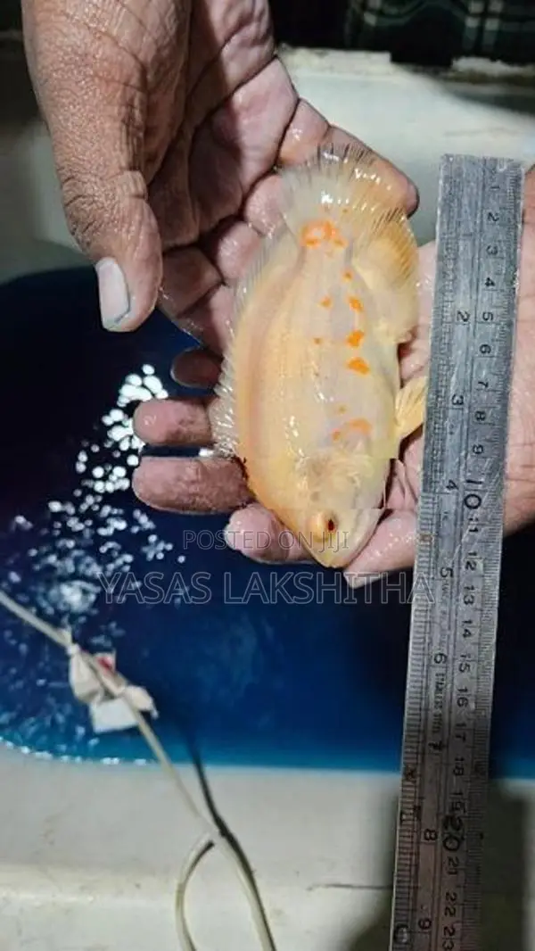 Albino Tiger Oscar Fish