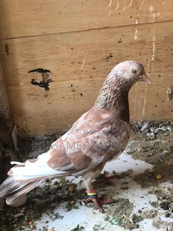 Pigeon