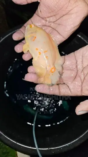 Albino Tiger Oscar Fish