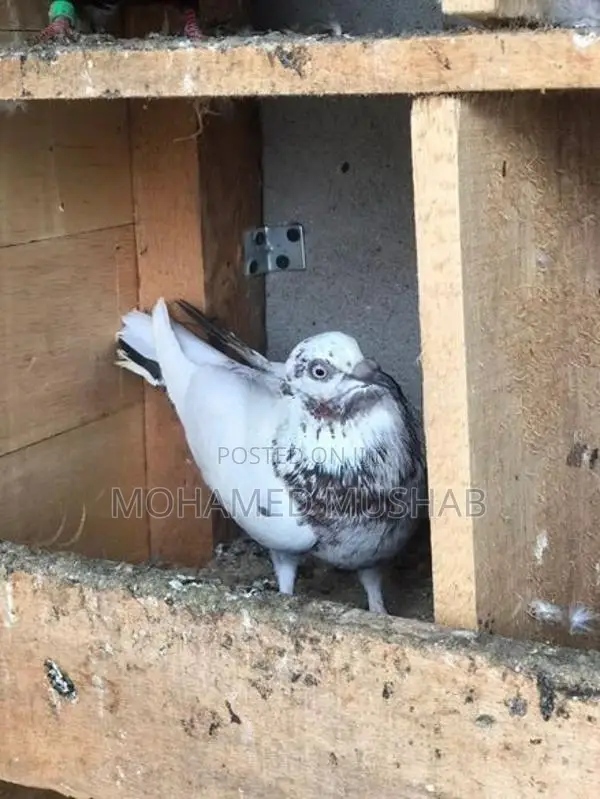 Pigeon