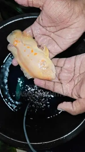 Albino Tiger Oscar Fish