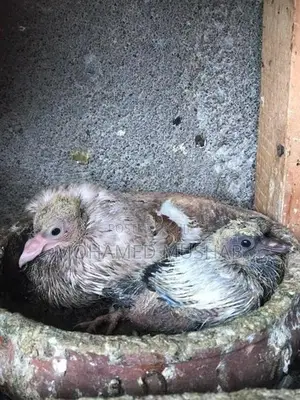 Pigeon