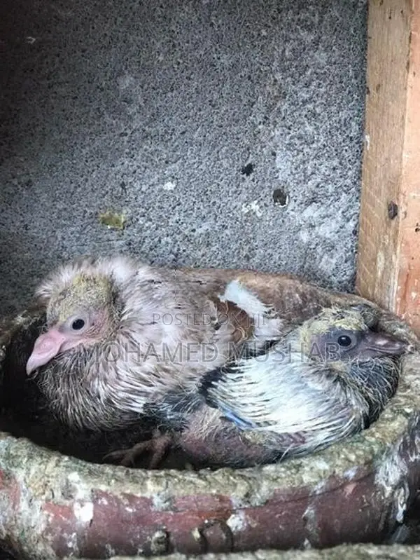 Pigeon
