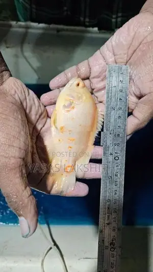 Albino Tiger Oscar Fish
