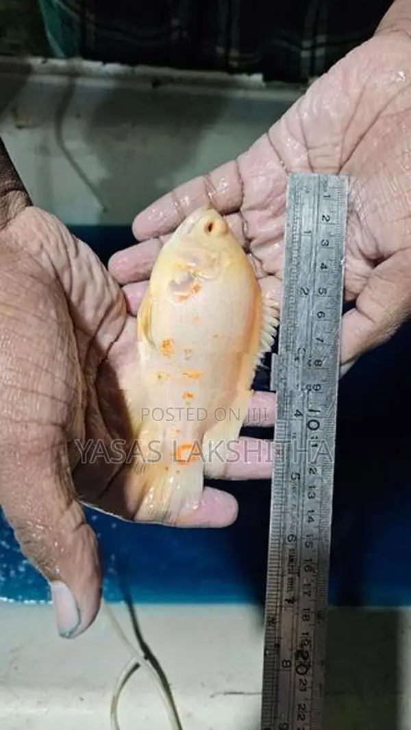 Albino Tiger Oscar Fish