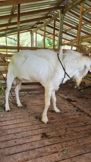 Farm Goat