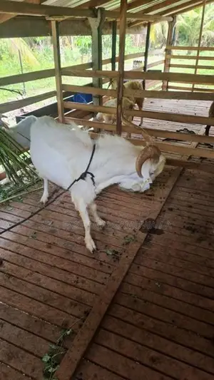 Farm Goat