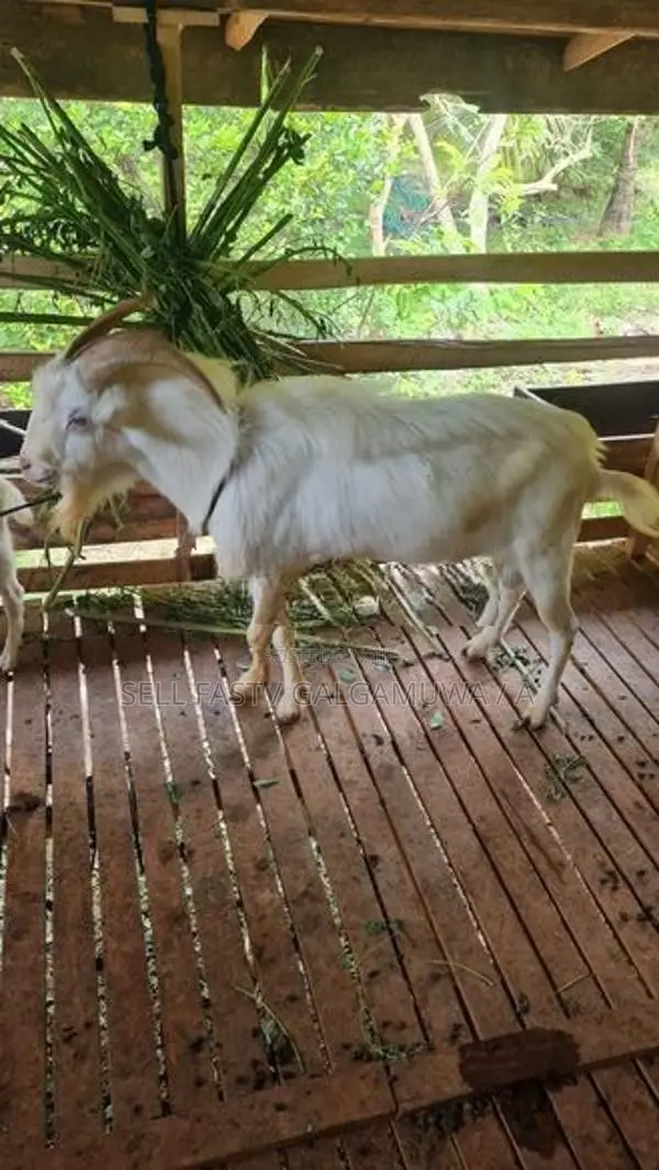 Farm Goat